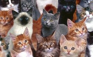 Галерея пород кошек