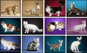 Породы домашних кошек